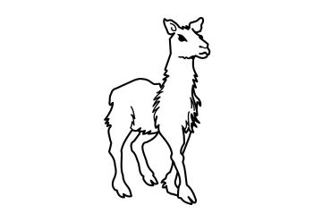 lama