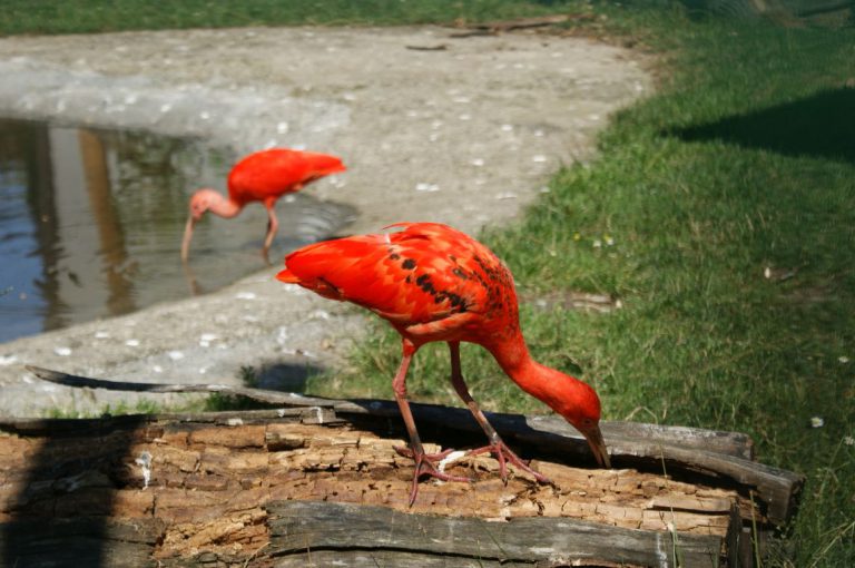 Orientarium zoo w Łodzi